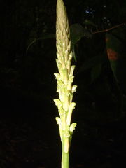 Prescottia stachyodes