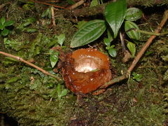 Calostoma cinnabarinum