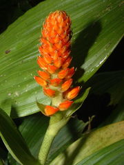 Elleanthus hymenophorus