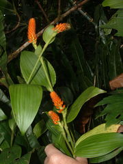 Elleanthus hymenophorus