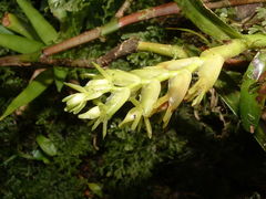 Epidendrum strobiliferum