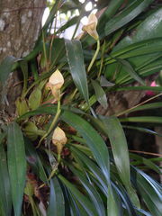 Maxillaria egertoniana