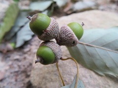 Quercus serrata