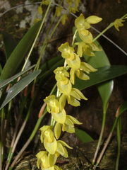 Pleurothallis quadrifida