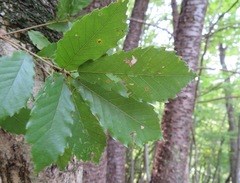 Quercus serrata