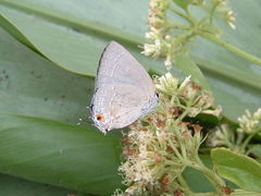 Strephonota tephraeus