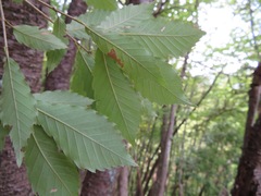 Quercus serrata