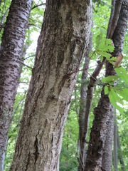 Quercus serrata