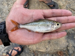 Bryconaethiops macrops
