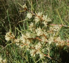 Hakea rugosa