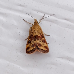 Pyrausta despicata