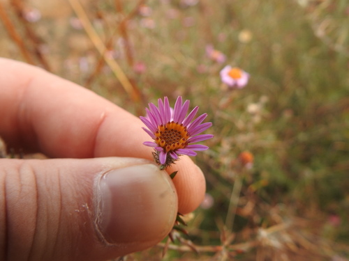Image of Athrixia elata by (c) Matthew Fainman, some rights reserved (CC BY)