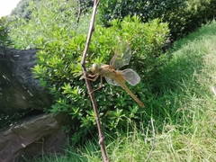 Crocothemis servilia