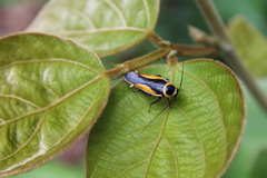 Hemithyrsocera vittata
