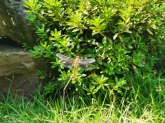 Crocothemis servilia