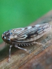 Agallia consobrina