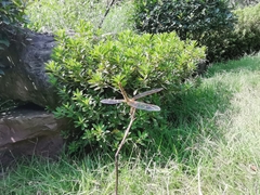 Crocothemis servilia