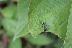 Camponotus singularis