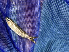 Brycinus opisthotaenia