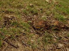 Phlebopus marginatus