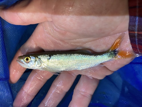 Buchholz-baarssalm (Raiamas buchholzi) — Cyprinidae