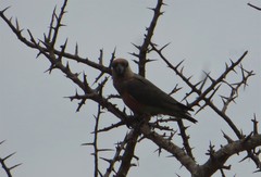 Poicephalus rufiventris