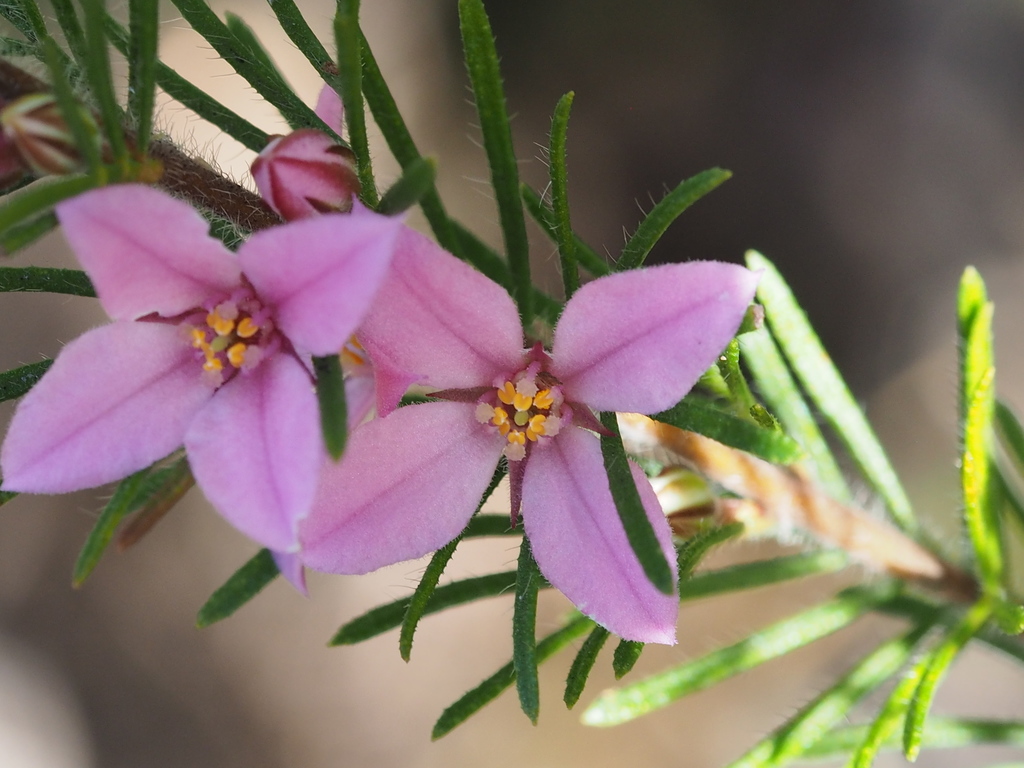 Boronia stricta (Walpole Wilderness Peat Flora ) · iNaturalist