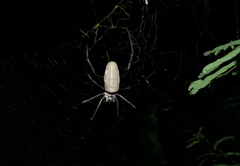 Nephila vitiana