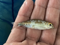 Bryconalestes intermedius