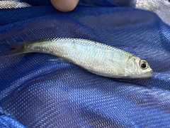 Opsaridium ubangiense