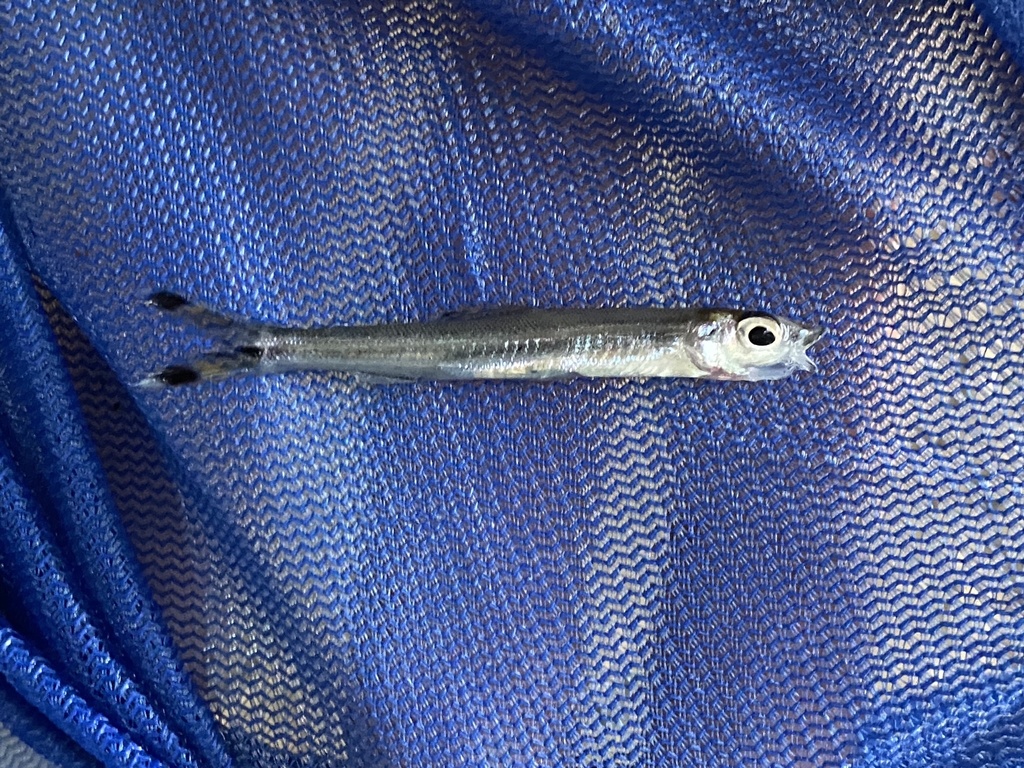Elongate distichodus (Monostichodus elongatus) — Distichodontidae
