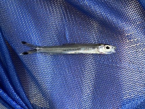 Elongate distichodus (Monostichodus elongatus) — Distichodontidae