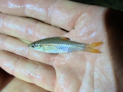 Enteromius holotaenia