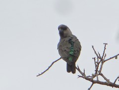 Poicephalus rufiventris