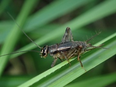 Comidoblemmus nipponensis