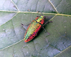 Lamprodila rutilans