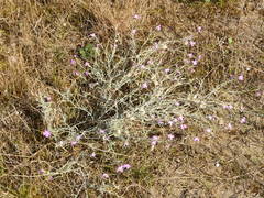Malcolmia maritima