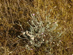 Malcolmia maritima
