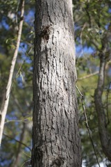 Eucalyptus acmenoides