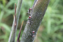 Camponotus singularis