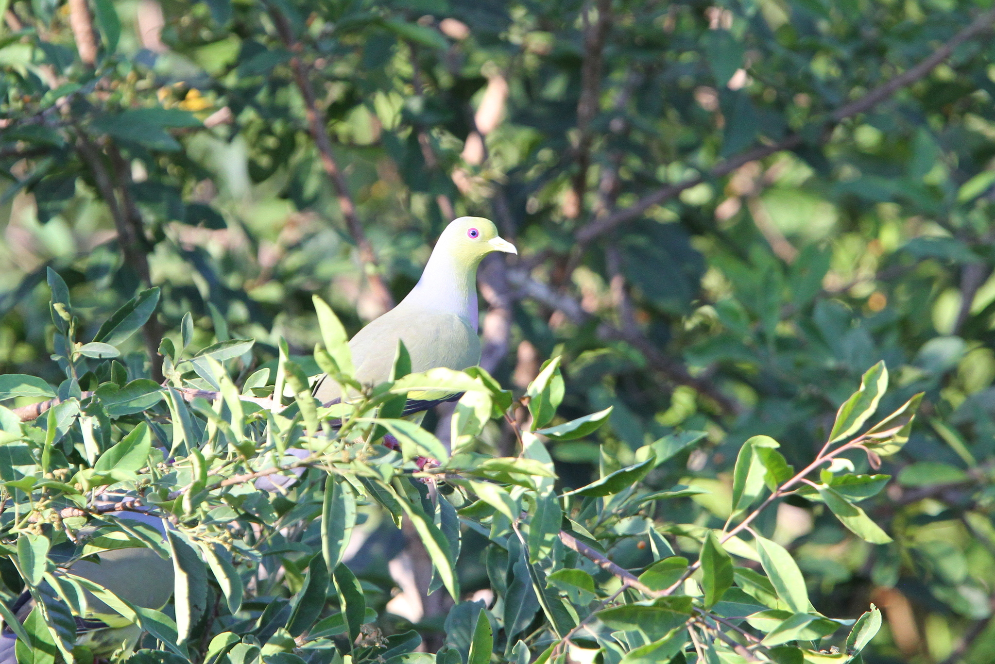 Orange-breasted Green-Pigeon (Treron bicinctus)