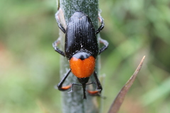 Cyrtotrachelus