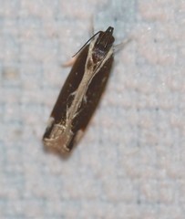 Chaliniastis astrapaea