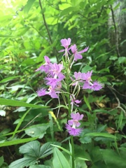 Platanthera grandiflora