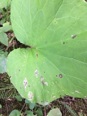 Phytomyza tussilaginis