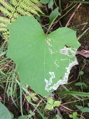 Phytomyza tussilaginis