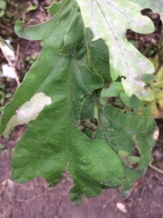 Tischeria ekebladella