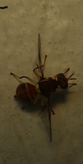 Bactrocera dorsalis