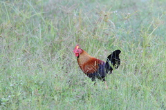 Gallus lafayettii