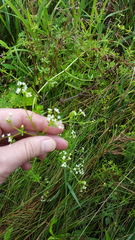 Galium asprellum
